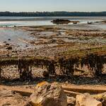 Ein Austerngestell in der Bucht von Pléboulle, Bretagne, Tischkultivierung auf Eisentischen / © Foto: Georg Berg
