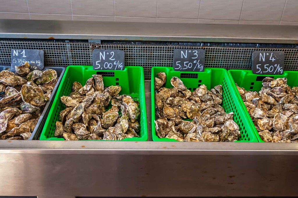 Frische Austern in Größen von Grad 1 bis Grad 4 in einem Fischgeschäft in der Bretagne / © Foto: Georg Berg