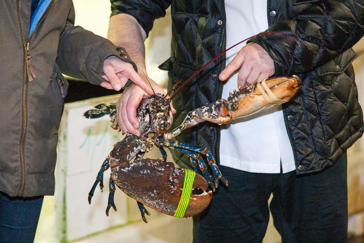 Sternekoch Loïc Le Bail vom Brittany & Spa mit Hummer in der Hand / © Foto: Georg Berg