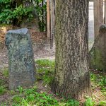 Auch Joseph Beuys wurde 1977 für tendenziell bekloppt gehalten. Er ließ zur documenta 7 fünf Jahre später 7.000 Eichen im Stadtgebiet von Kassel pflanzen und daneben jeweils einen Steinquader platzieren. Heute ist Kassel – auch wegen dieses documenta Projekts von Joseph Beuys grüner und schöner. / © Foto: Georg Berg