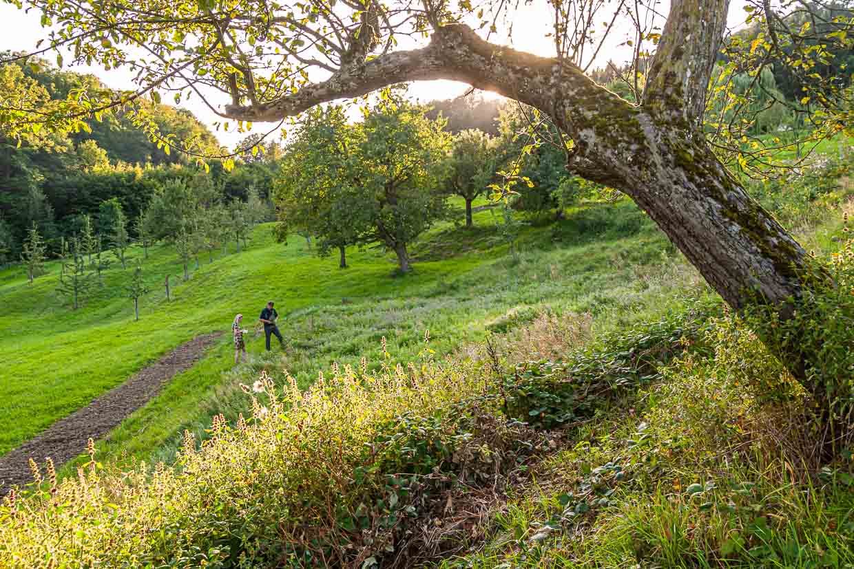 In dieser einmaligen Natur wachsen die Früchte heran / © Foto: Georg Berg