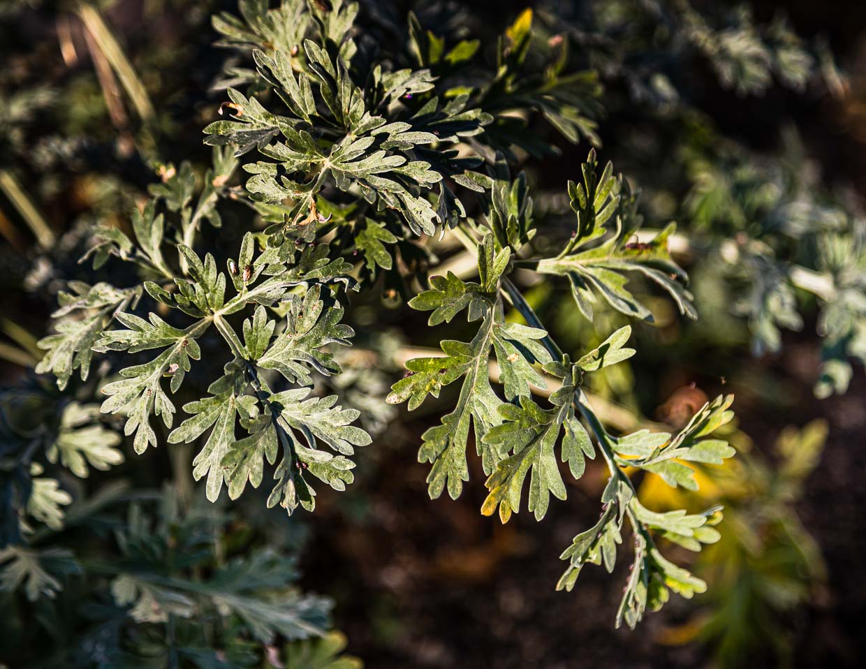 Im Val de Travers gedeiht Wermut besonders gut. Wermut, Anis und Fenchel machen den typischen Geschmack von Absinth aus. Die grüne Farbe kommt vom Chlorophyll des Wermuts sowie von anderen verwendeten Kräutern wie Ysop und Zitronenmelisse / © Foto: Georg Berg
