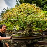 Der Bonsai hat schon viele Gärtnergenerationen erlebt / © Foto: Georg Berg