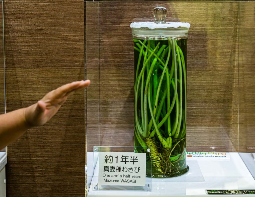 Im Wasabi Museum auf der Halbinsel Izu ist eine 1,5-jährige Wasabipflanze ausgestellt. Bis zur Ernte der Wasabistengel dauert es bis zu drei Jahre / © Foto: Georg Berg