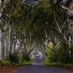 The Dark Hedges nahe Ballymoney, Nordirland. Drehort von Game of Thrones / © Foto: Georg Berg