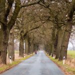 Eichenallee in Mecklenburg-Vorpommern / © Foto: Georg Berg