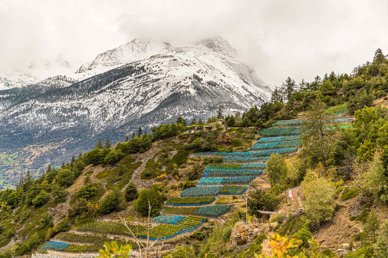Es ist Ende September und die letzten Tage der Weinernte. Auf den Bergen liegt erster Neuschnee. Die Trauben werden mit Netzen geschützt / © Foto: Georg Berg