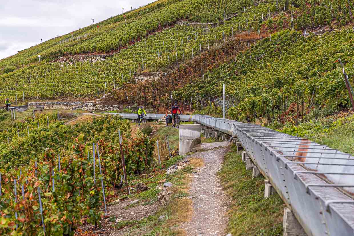 Ein Rebwanderweg mit Gegenverkehr. Der Ehrenkodex, der auch beinhaltet, nur auf ausgewiesenen Velo-Wegen zu fahren, wird nicht immer befolgt / © Foto: Georg Berg