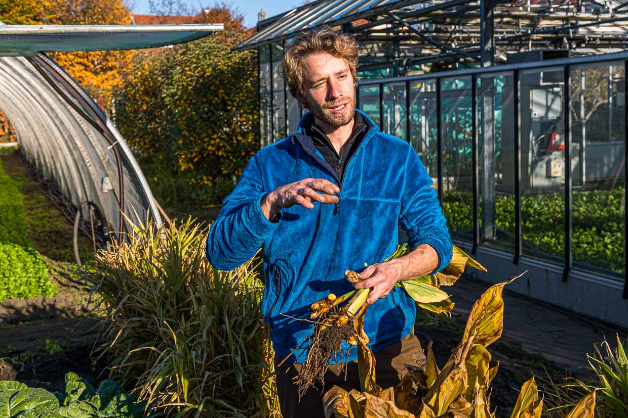 Sebastian Niedermaier ist Gärtner in 13. Generation. Neben dem Anbau von Bio-Gemüse hat er gemeinsam mit seinem Vater den Erhalt der alten Bamberger Sorten zur Aufgabe gemacht. Hier hält er frisch geerntete Kurkumawurzel in der Hand / © Foto: Georg Berg
