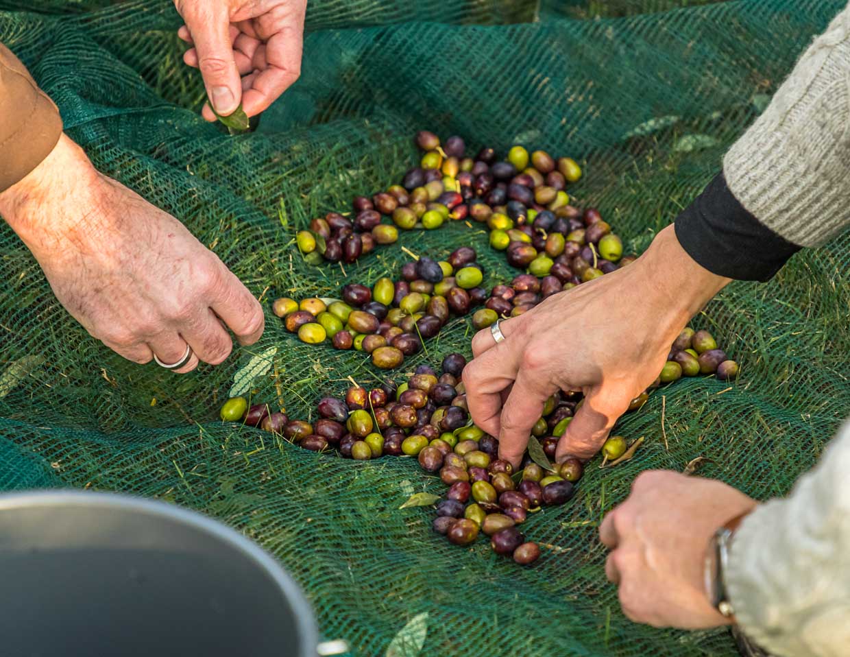 Das Ernteergebnis hat 2020 alle Erwartungen übertroffen. 2019 wurde die gesamte Ernte von 75 kg noch eingelegt und somit zu Tafeloliven. 2020 soll das erste Mal auch Öl aus der Ernte entstehen / © Foto: Georg Berg