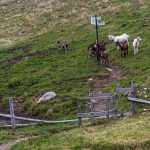 Ziegen an einer Absperrung mit Wanderzeichen in den Vogesen / © Foto: Georg Berg