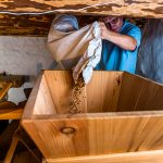 Ilario Galbani füllt den gerösteten Mais in den Trichter der Mühle. Dazwischen blitzen die bei der Röstung gepoppten weißen Maiskörner auf / © Foto: Georg Berg