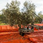 Kurz aber heftig: der Olivenbaum wird mechanisch geschüttelt, während gleichzeitig zwei Erntehelfer mit den elektrischen Harken durch die Blätter gehen / © Foto: Georg Berg