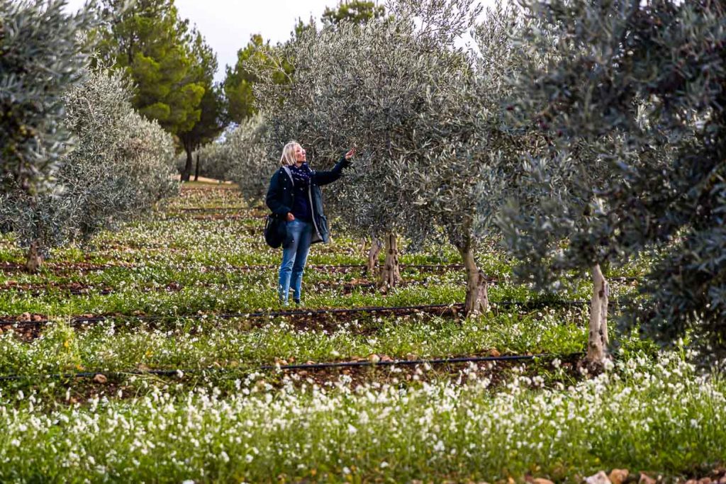 1999 wurden auf Taurenne 11.000 Olivenbäume neu gepflanzt. Im Abstand von 5 auf 6 Meter sind sie geschützt vor den kalten Nordwinden / © Foto: Georg Berg
