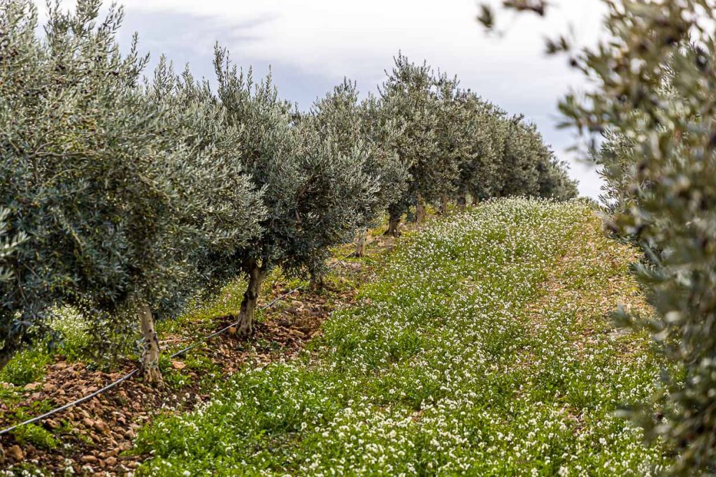 1999 wurden auf Taurenne 11.000 Olivenbäume neu gepflanzt. Entlang der Baumstämme wurde mittlerweile eine Wasserleitung verlegt, die die Bäume in den trockenen Sommermonaten versorgt / © Foto: Georg Berg