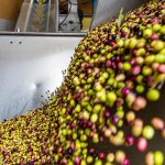 In einer hochmodernen Ölmühle werden die Oliven sofort nach der Anlieferung weiterverarbeitet, gewaschen und mit Kern zerkleinert. Es werden sowohl reife dunkle als auch noch grüne Oliven der selben Sorte verwendet / © Foto: Georg Berg