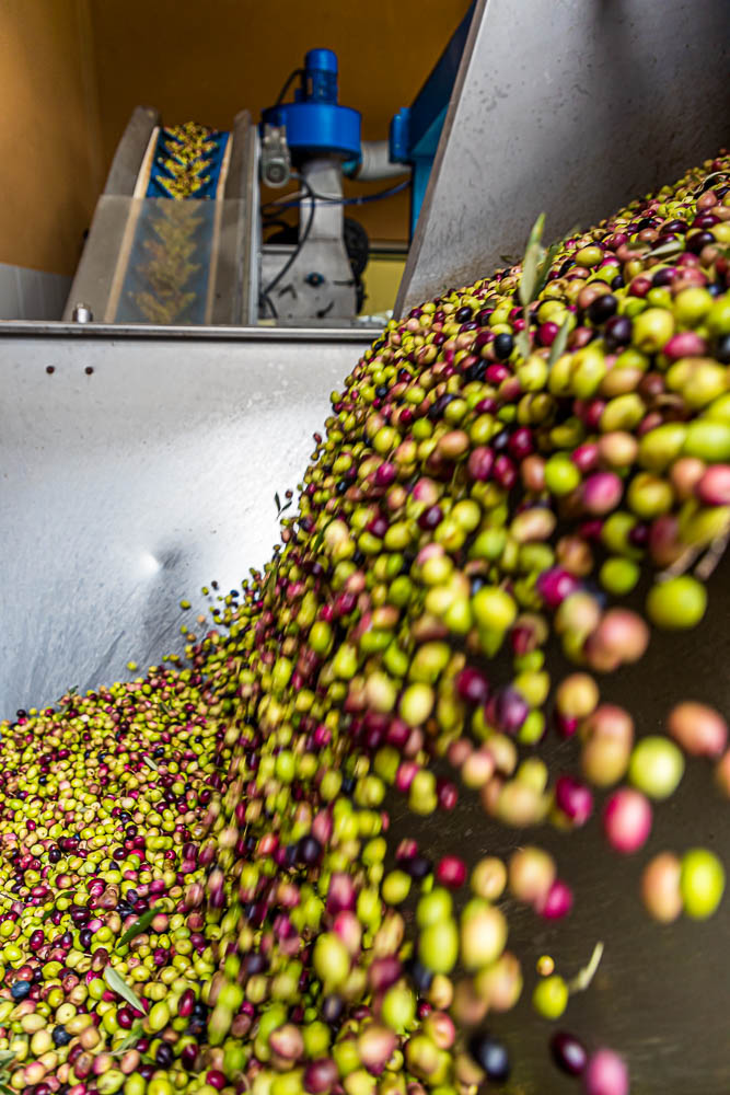 In einer hochmodernen Ölmühle werden die Oliven sofort nach der Anlieferung weiterverarbeitet, gewaschen und mit Kern zerkleinert. Es werden sowohl reife dunkle als auch noch grüne Oliven der selben Sorte verwendet / © Foto: Georg Berg