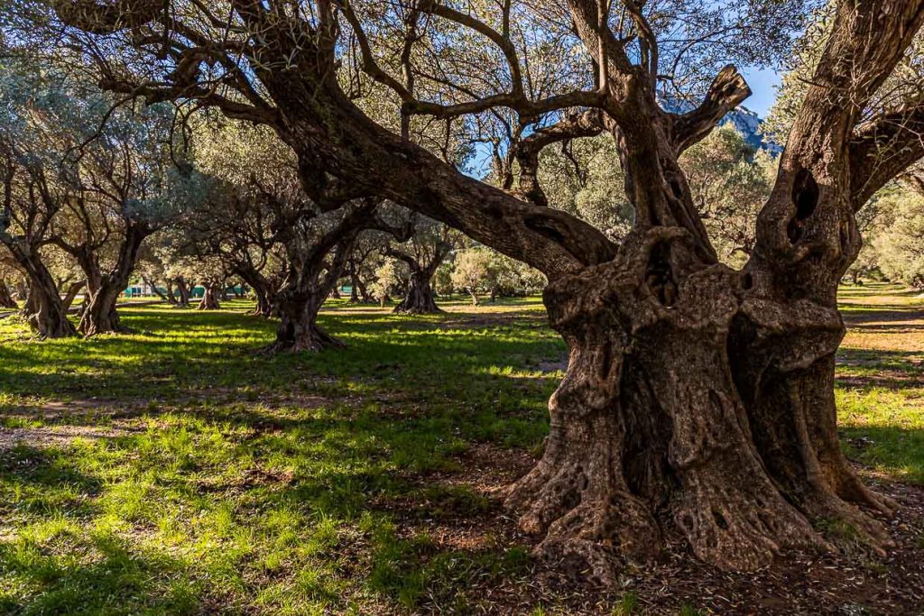 Hain der alten Olivenbäume "L'Oliveraie de La Farlède". Im Schutz des Berges Mont Coudon konnten diese Bäume den sehr harten Frost im Februar 1956 überstehen / © Foto: Georg Berg