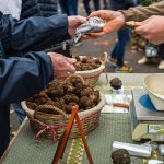 Tuber Melanosporum wird auch Schwarzer Trüffel genannt. Er ist sehr begert und gehört zu den teuersten Speisepilzen der Welt. Kurz vor Weihnachten steigt der Preis pro Kilo auf 1.000 Euro oder mehr / © Foto: Georg Berg