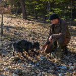 Zu Trüffelspürhunden abgerichtet werden können alle Hunderassen. Trüffelspürhund Manolo zeigt dem „Trufficulteur“ Tangay Demachy eine Fundstelle an. In der Hochsaison arbeiten auf der Domaine de Majestre 5 Trüffelsucher mit ihren Hunden. Sie werden pro Woche und nach Gewicht der Trüffel bezahlt / © Foto: Georg Berg