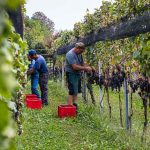 Weinlese im Tessin, Circolo di Balerna, Schweiz / © Foto: Georg Berg