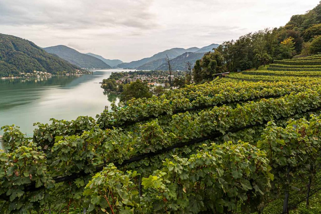 Die beste Lage auf dem Weingut Tenuta San Giogio mit Blick auf den Lago Lugano, Circolo d'Agno, Tessin / © Foto: Georg Berg