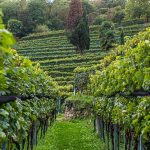 Weinproduktion auf der Tenuta San Giorgio. Ende September ist die Weinlese beendet und die Arbeit in der Kelterei in vollem Gang / © Foto: Georg Berg