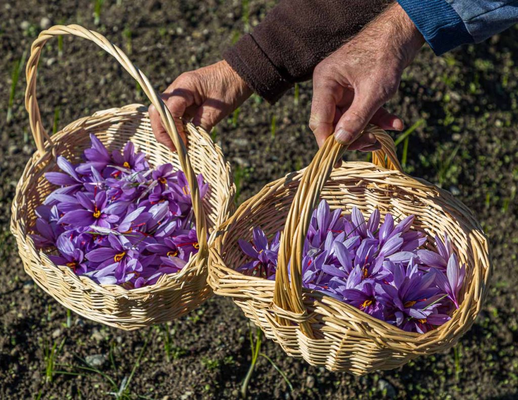 Safran-Blüten werden in kleinen Körbchen gesammelt / © Foto: Georg Berg