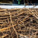 Wirrwarr an Süßholzwurzeln. Auch oberirdisch ist das Süßholz eine struppige Erscheinung. Im Mittelalter war das Süßholz für Bamberg sehr bedeutend und sogar Bestandteil des Stadtwappens / © Foto: Georg Berg