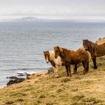 Islandponys müssen in Island Pferd genannt werden / © Foto: Georg Berg