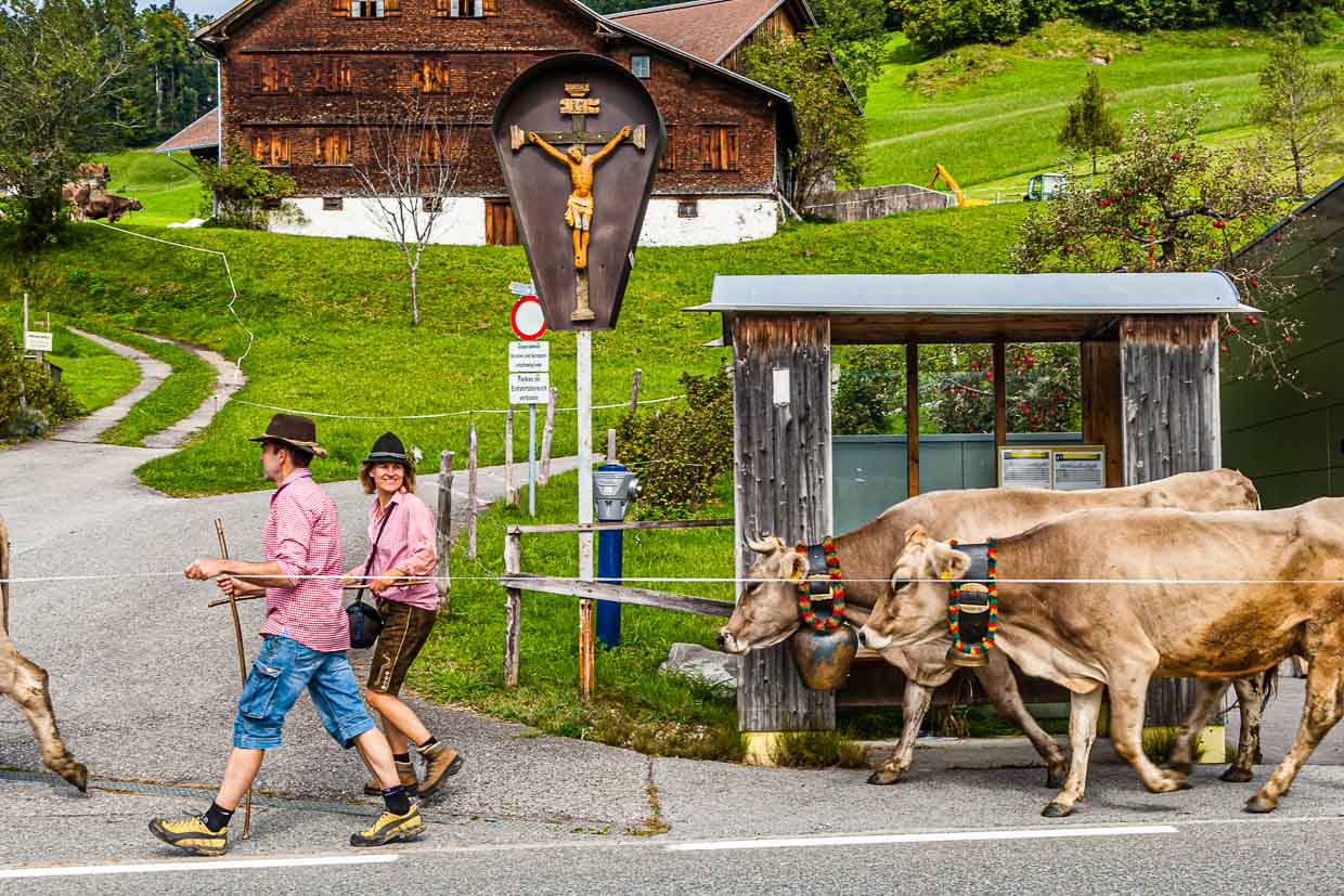 Alpabtrieb in Hittisau. The youth fetches the cattle from the alp and the most beautiful cow is decorated. The bus shelter in this photo doesn't get a beauty prize - but in the neighboring community of Krumbach there are bus stops with world-class architecture! / © Photo: Georg Berg
