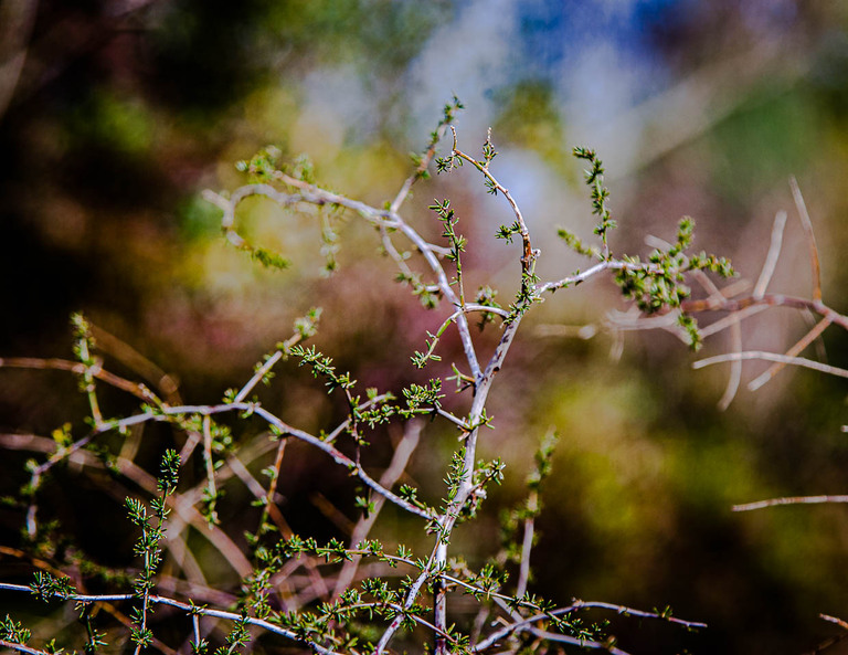 To collect the wild asparagus in Tuscany is rarely possible. This delicacy is precious and rare like truffles / © Photo: Georg Berg