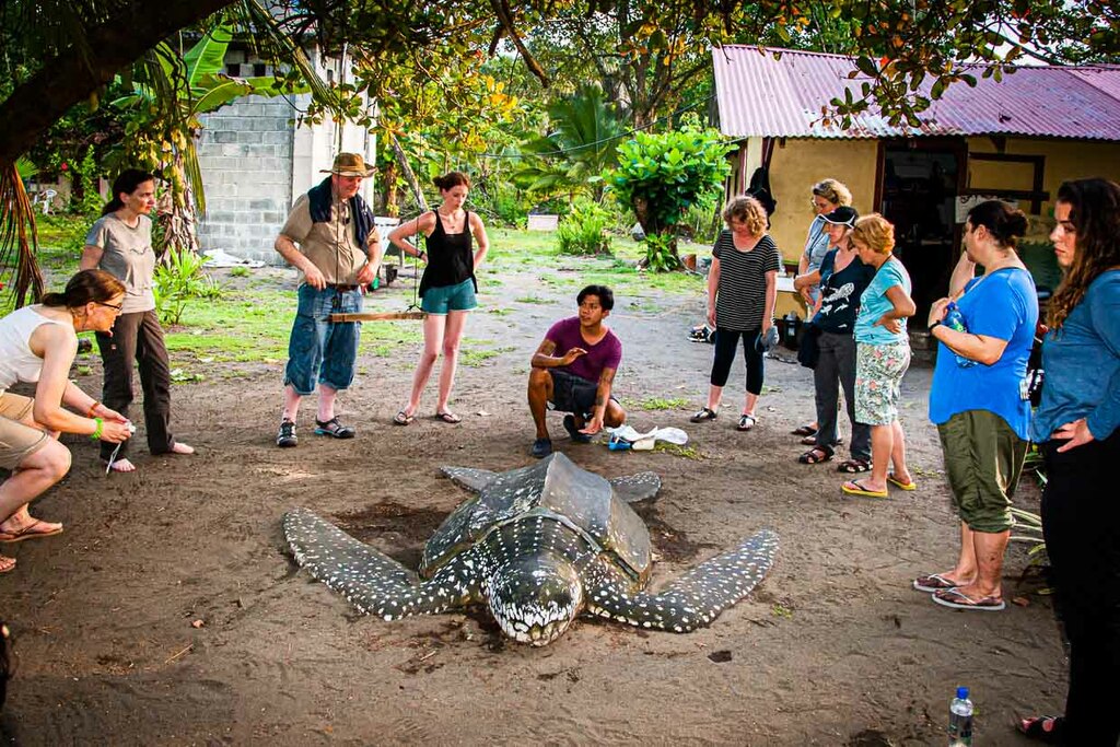 Using the full-size model, a scientist familiarizes the group of lay scientists with the activities they have to perform themselves on a living sea turtle in the dark of night / © Photo: Georg Berg