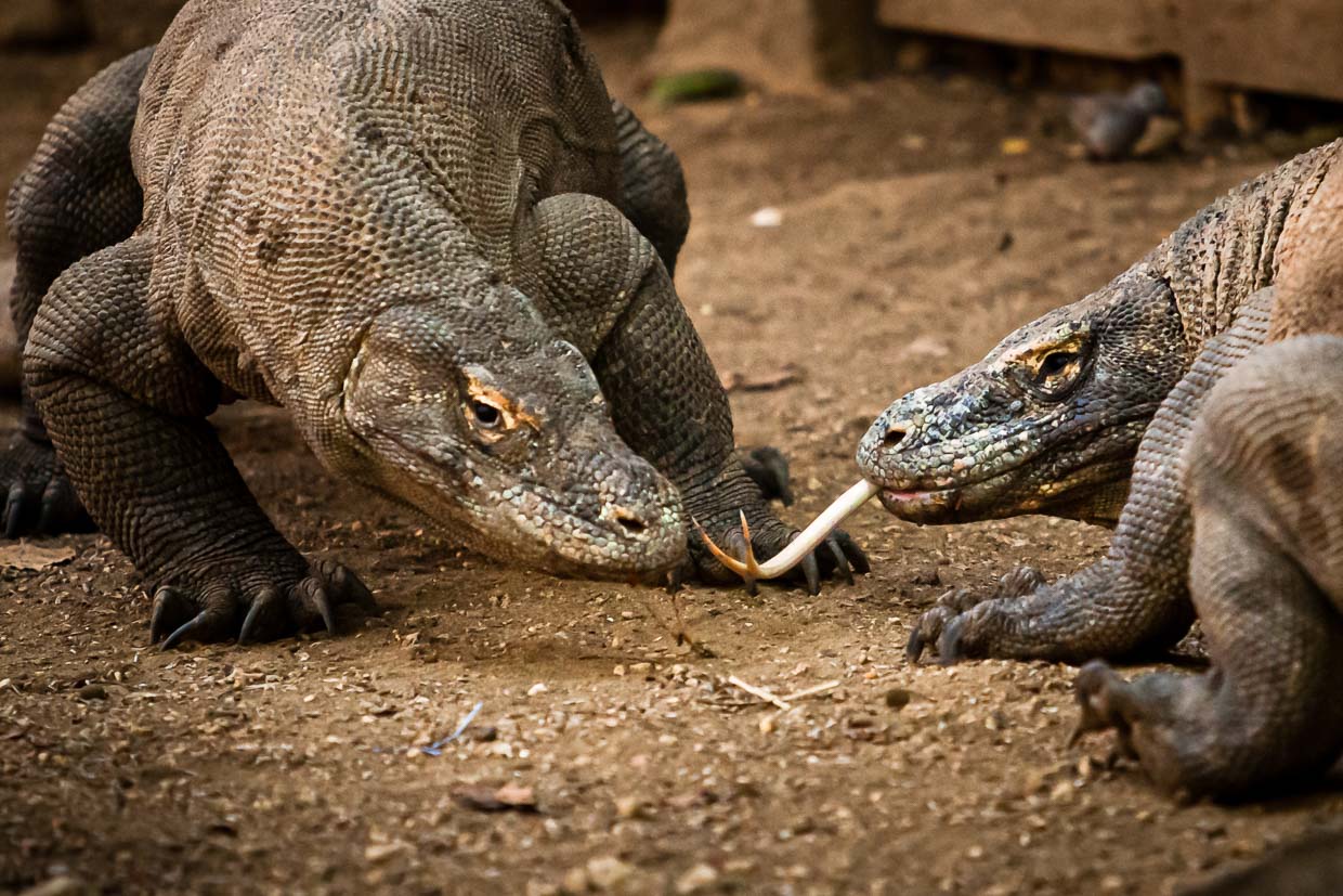 Komodo dragons determine their rank order in combat / © Photo: Georg Berg