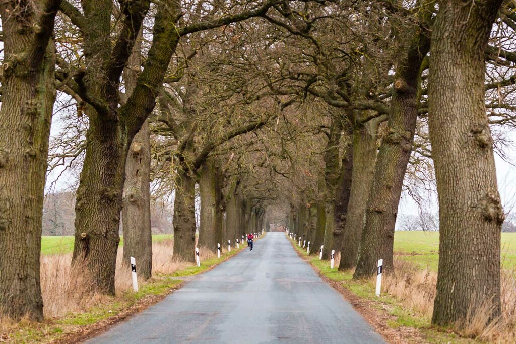 Oak avenue in Mecklenburg-Western Pomerania / © Photo: Georg Berg