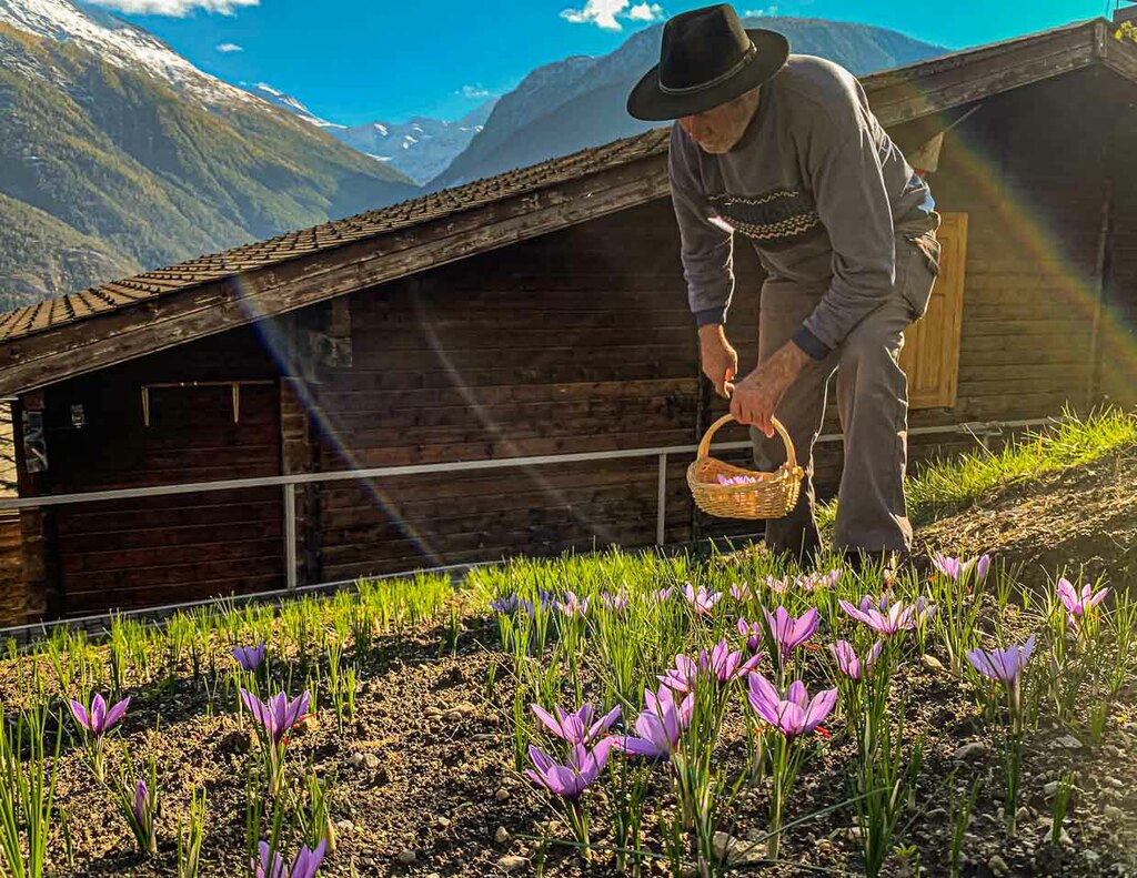 Saffron harvest in Mund, Switzerland / © Photo: Georg Berg