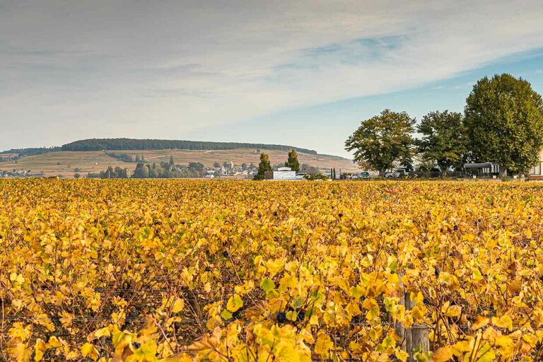 Montagne de Corton / © Photo: Georg Berg