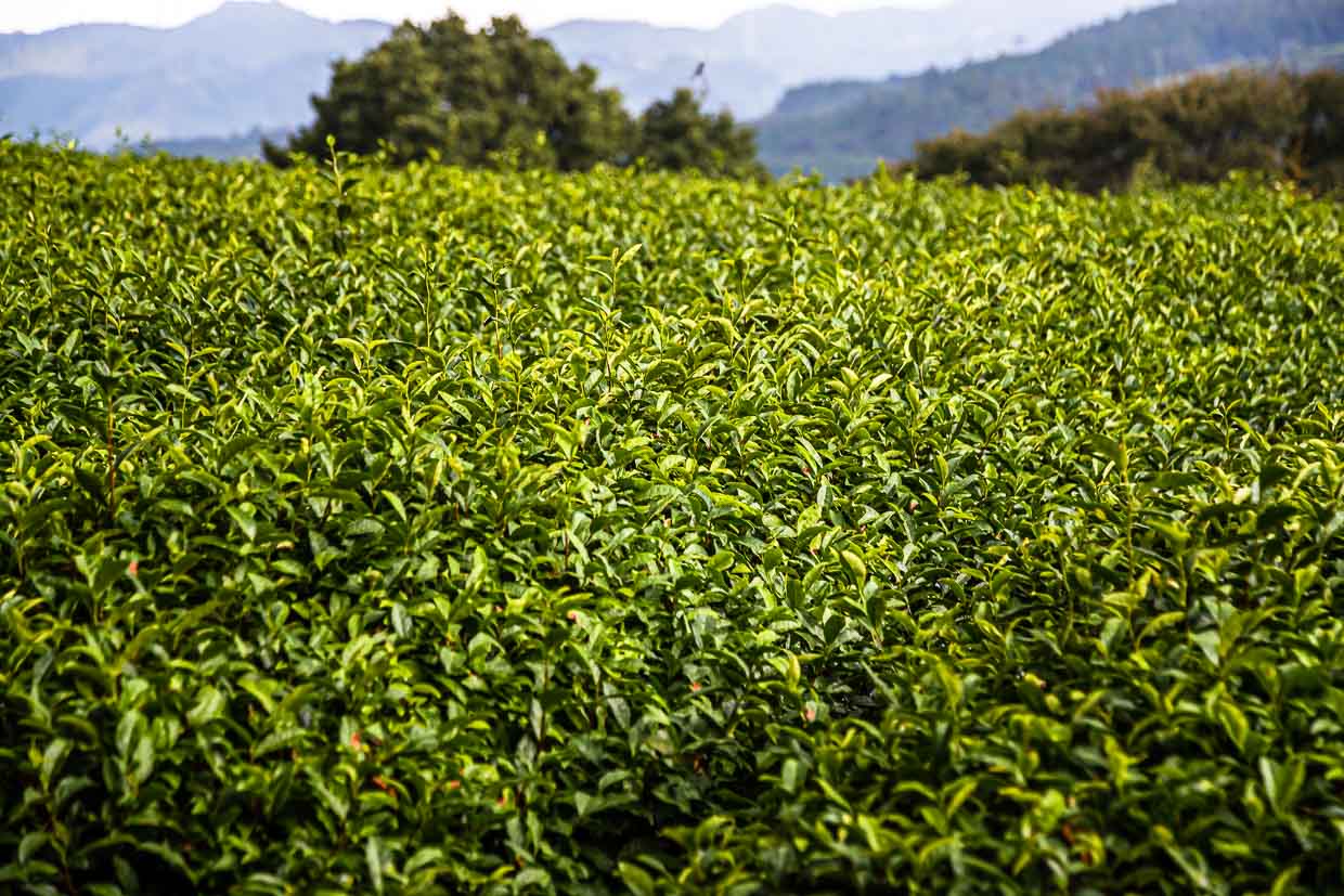 Green tea from Shizuoka / © Photo: Georg Berg