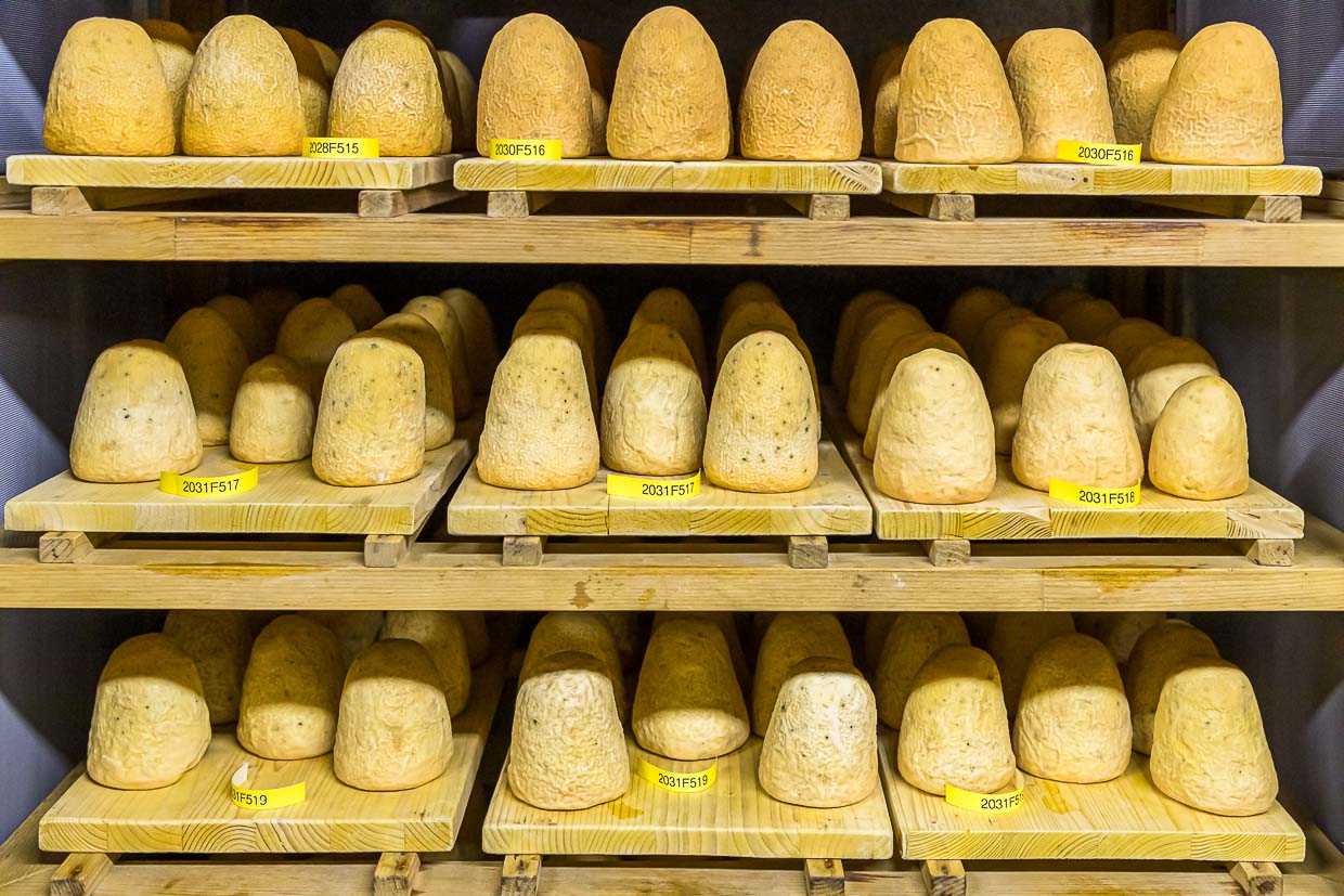 Zincarlin in a rock cellar. Production of the traditional Zincarlin cheese from the Muggio Valley in Ticino, Mendrisio. Three different ages of the Ticino cheese speciality are stored here. The cheese cylinders are washed almost every day with white wine / © Photo: Georg Berg