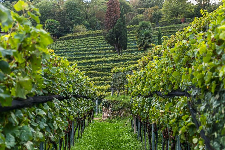 Wine production at Tenuta San Giorgio. At the end of September the grape harvest is finished and the work in the wine press is in full swing / © Photo: Georg Berg