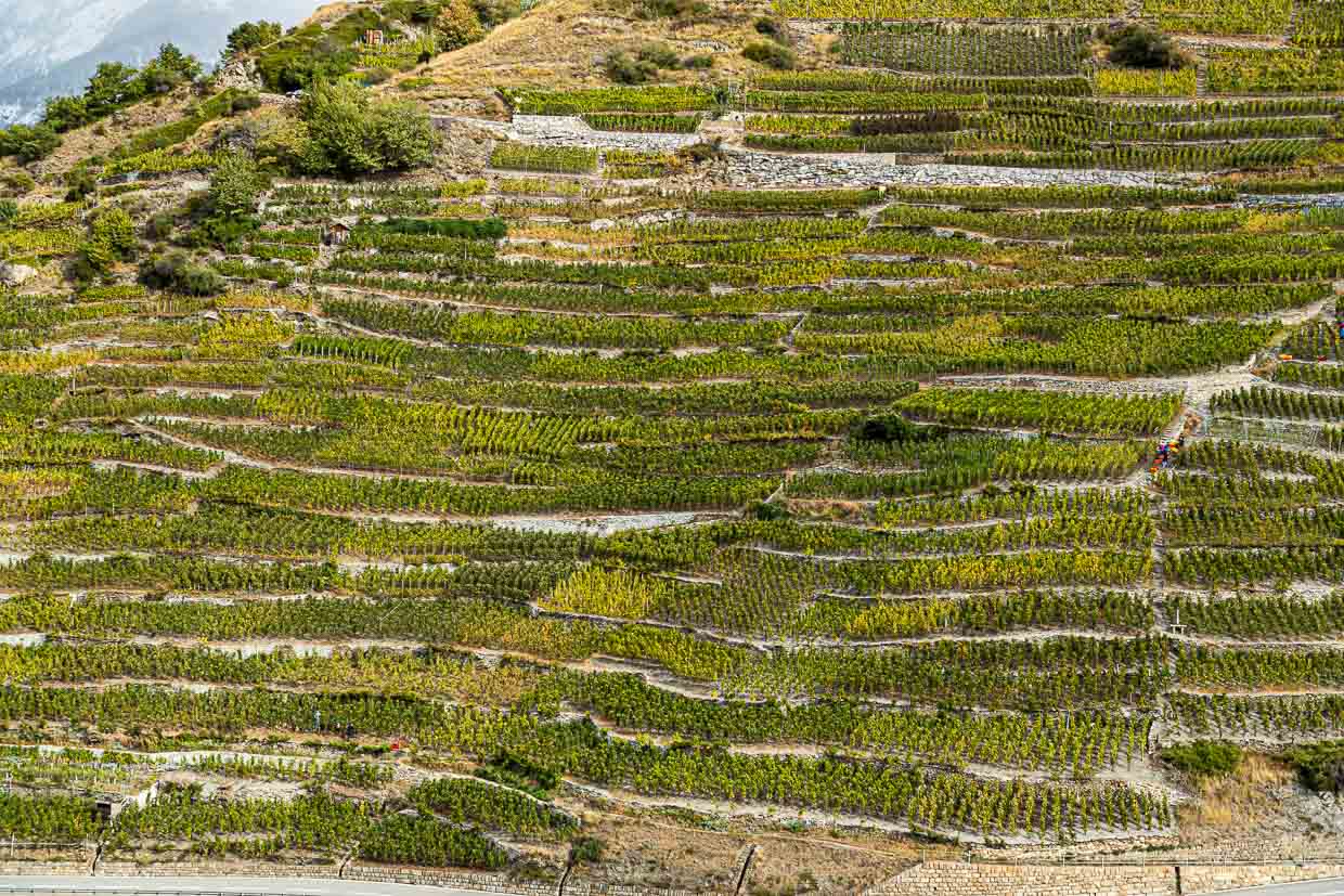 The highest vineyard in Europe of Visperterminen / © Photo: Georg Berg
