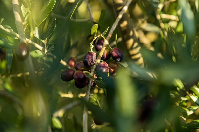 Ripe German olives / © Photo: Georg Berg