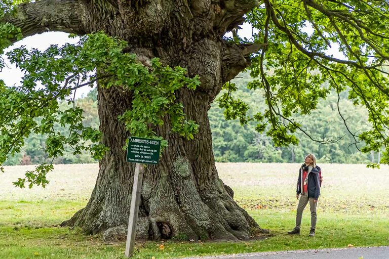 The oak tree is over 500 years old. It takes its name from the poet Ambrosius Stub, who liked to sit and write poetry by its trunk. Svendborg, Denmark / © Photo: Georg Berg