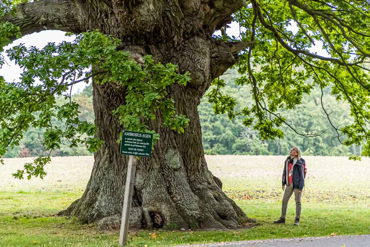 The oak tree is over 500 years old. It takes its name from the poet Ambrosius Stub, who liked to sit and write poetry by its trunk. Svendborg, Denmark / © Photo: Georg Berg