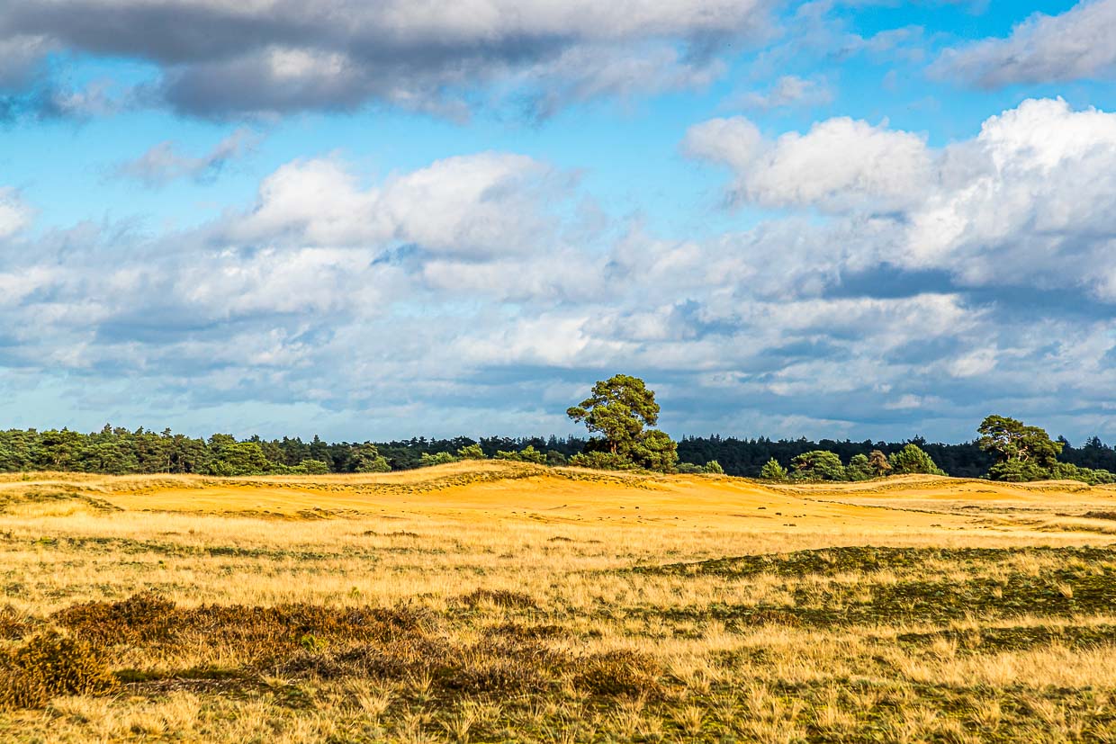 In the Hoge Veluwe National Park: endless expanses and smart bike paths in a varied landscape / © Photo: Georg Berg