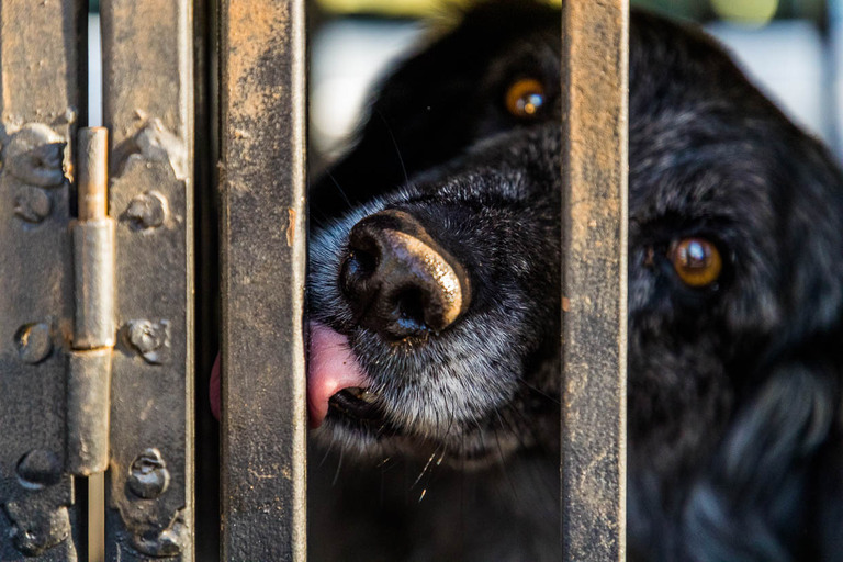 Truffle tracking dog Manolo after his mission / © Photo: Georg Berg