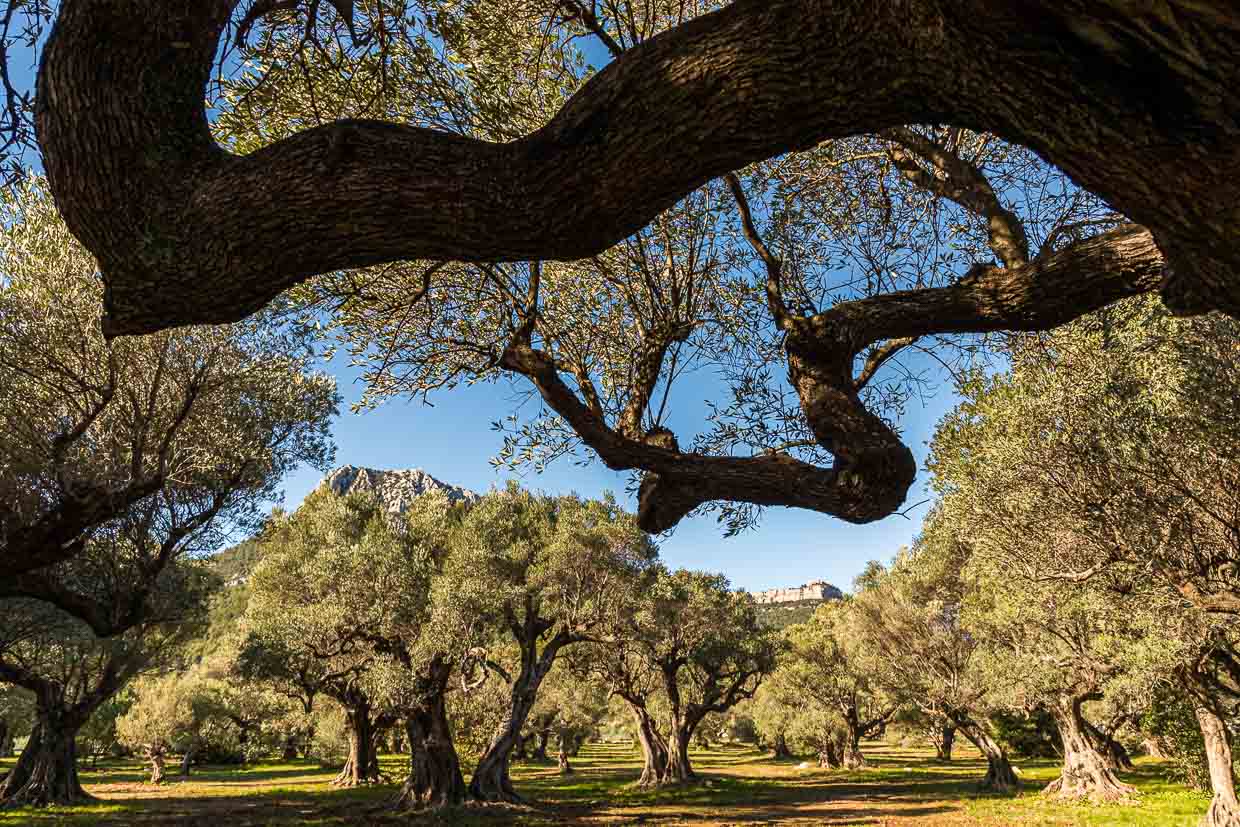 Grove of ancient olive trees "L'Oliveraie de La Farlède". In the shelter of the mountain Mont Coudon, these trees were able to survive the very hard frost in February 1956 / © Photo: Georg Berg