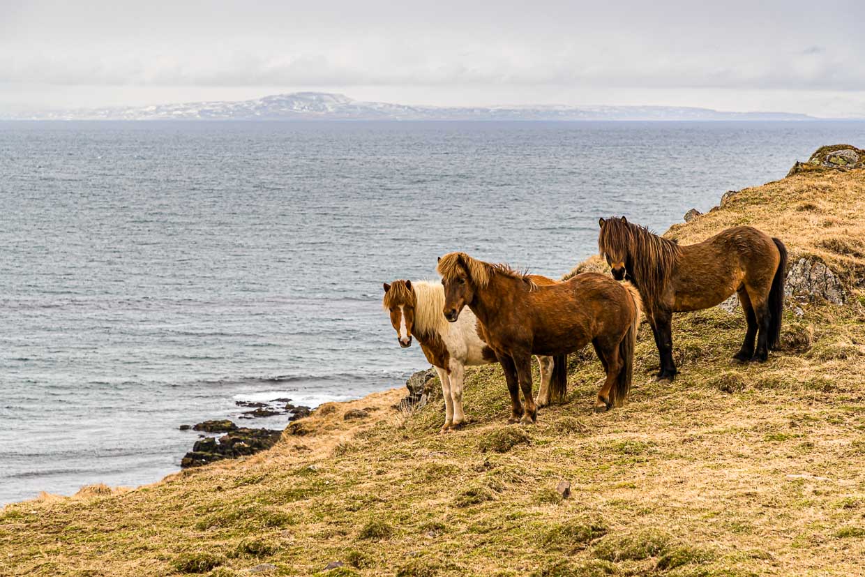 Icelandic ponies must be called horse in Iceland / © Photo: Georg Berg