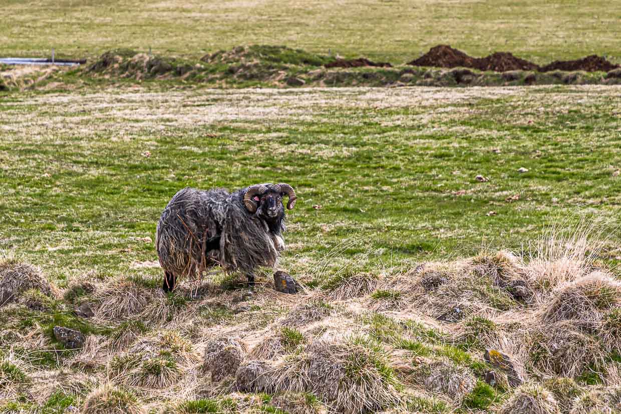 Icelandic leader sheep / © Photo: Georg Berg