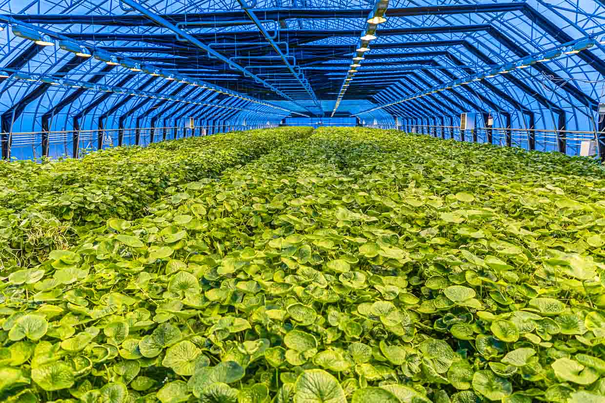 Wasabi as far as the eye can see. Nordic Wasabi's state-of-the-art greenhouse is heated with geothermal energy. Irrigation and lighting are controlled fully automatically / © Photo: Georg Berg